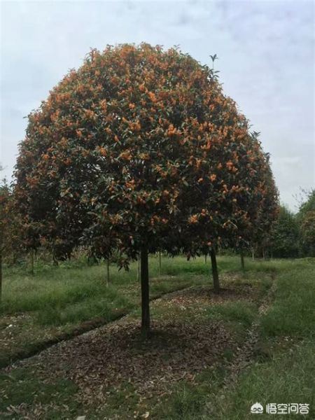 最贵的桂花酒多少钱一瓶啊?桂花酒排名,最贵的中式糕点